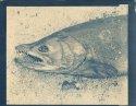 salmon-cyanotype