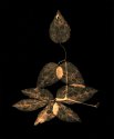 Autumn Leaves #27 Clematis