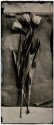 4x10 - tulips on some old paper