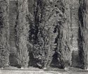 Cypresses