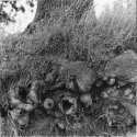 Tree of Cthulhu