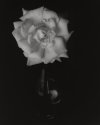 Rose in Blue Bottle