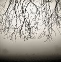 Cows, Mist & Trees