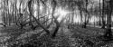 Dancing Trees