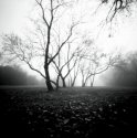 Walk in Fog