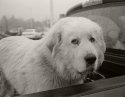 Big White Dog