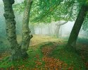 Mystical Forest
