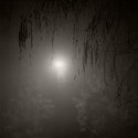 Foggy Yard 2