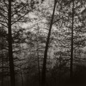 Foggy Yard 3