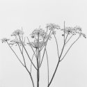 frost I
