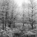 frost II