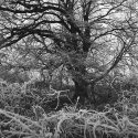 frost III