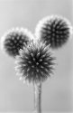 Three Thistles