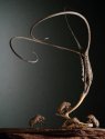 scenic crawls serie "the dancer"