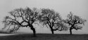 Along 152 002