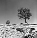 Trees on Shale