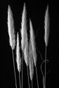 Pampas Tops