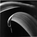 Plant Leaf