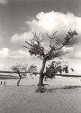 Loonse en Drunense Duinen