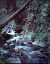 Stream, Big Sur Coast