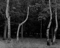 Birch trees