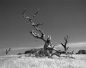 Three Trees, Sand Hill Road