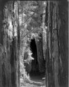 Redwood Grove, Mt Madonna State Park
