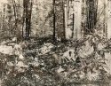 Mordancage Redwoods