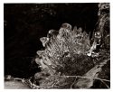 Icicles