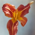Stargazer Lily
