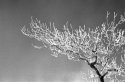 Ice and Branch