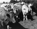The Cows Want It Back