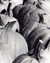 Ghost Pumkin