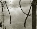 Dead Tree Reflections - April Print of the Month