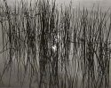 Reed Reflections
