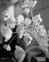 Popies in Bloom