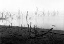 Fog and Bones