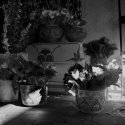 Mexican Flowers