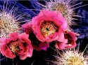Cactus flower