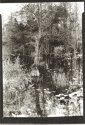 Tree in the Swamp