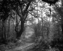 Woodland Glade