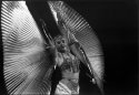 The Wings of Isis