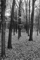Tree Lined Path