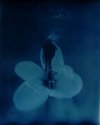 Abstract 1 (figure on flower)