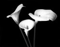 Calla Lily