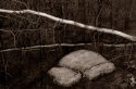 downed white birch