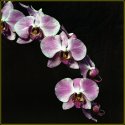 In Bloom