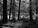 snoqualmie middle fork