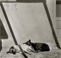Taos, Sleeping Dogs 2004