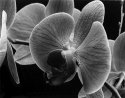 Orchid